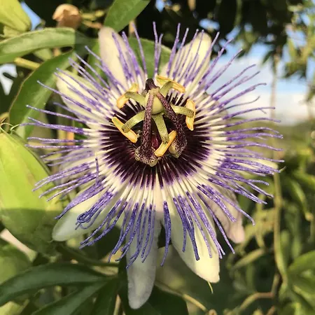 Terra Bella Apartament *