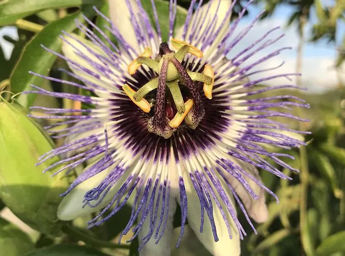 Terra Bella Апартаменты *